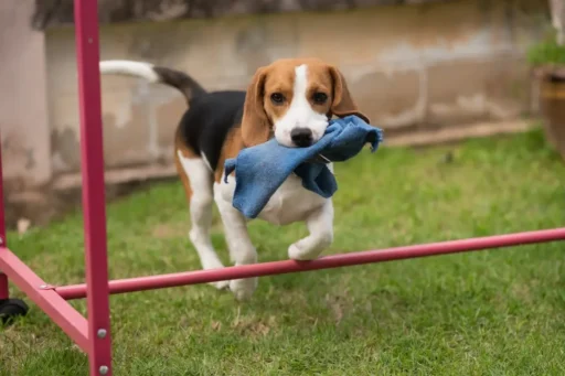 Un cachorro aprendiendo a ir al baño en un entorno familiar y acogedor.