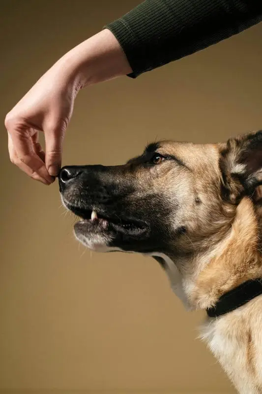 Métodos de entrenamiento de un cachorro en un ambiente amigable.