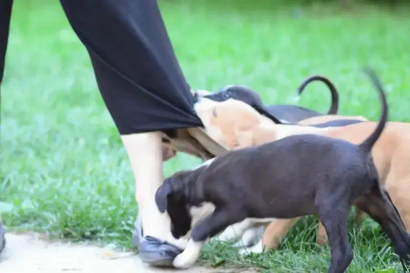 Un cachorro mostrando señales de tener que ir al baño.
