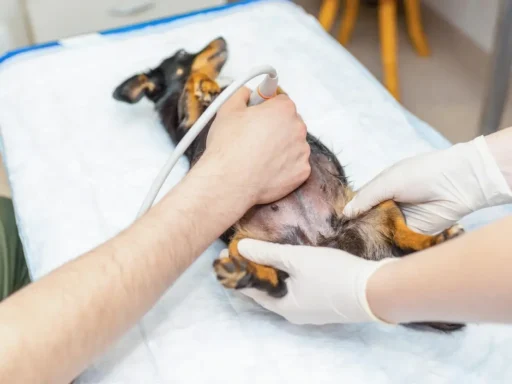 Prevención de enfermedades en mascotas