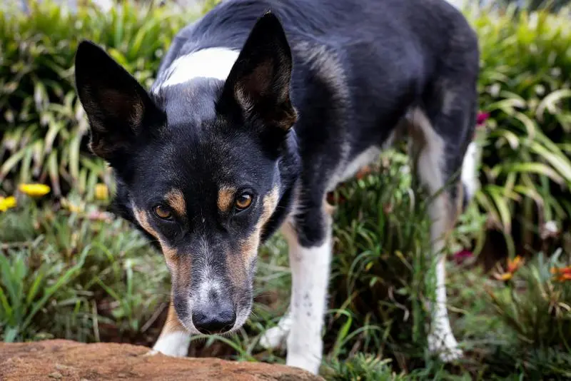 Cuidado de perros ancianos en un ambiente confortable.