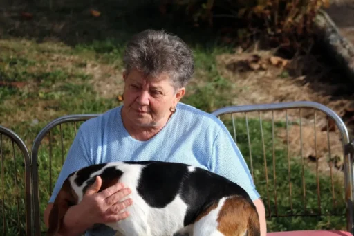 Cuidado de perros ancianos en un ambiente confortable.