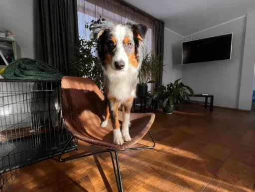 Un perro Chihuahua en un acogedor apartamento