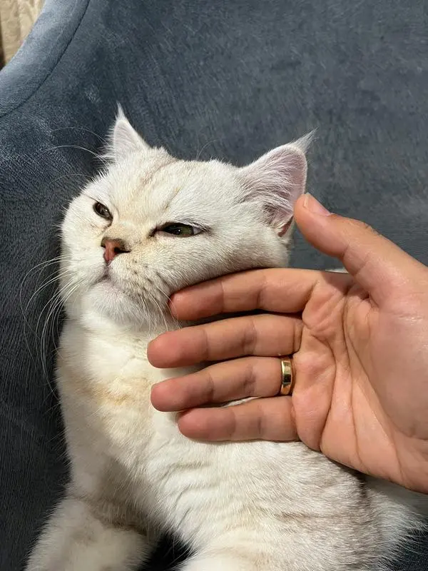 Prevención de enfermedades en mascotas