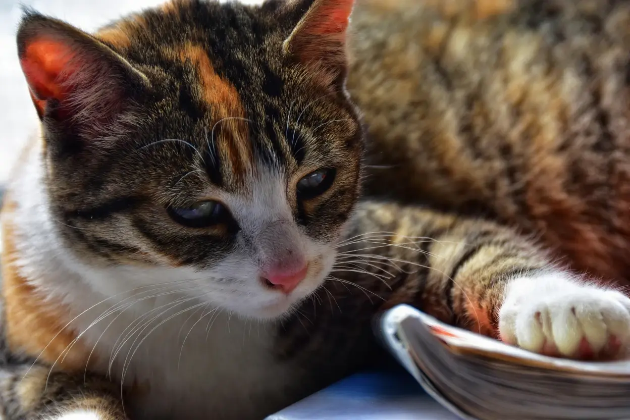 Un gato amasa suavemente con sus patas sobre una suave manta mientras ronronea.