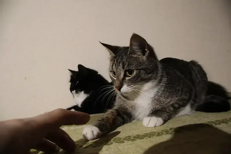 Un gato acariciando a una persona mientras se frota contra sus piernas.
