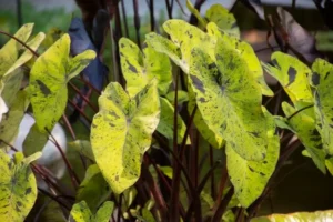 Una imagen de plantas tóxicas como lirios y filodendros que son peligrosas para las mascotas.