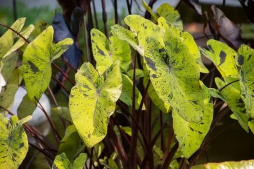 Una imagen de plantas tóxicas como lirios y filodendros que son peligrosas para las mascotas.