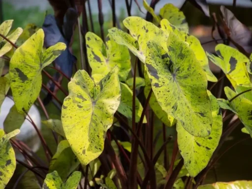 Una imagen de plantas tóxicas como lirios y filodendros que son peligrosas para las mascotas.